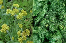 清明草能吃嗎？清明草花可以吃嗎？