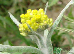 清明草能吃嗎？清明草花可以吃嗎？