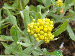 清明草能吃嗎？清明草花可以吃嗎？