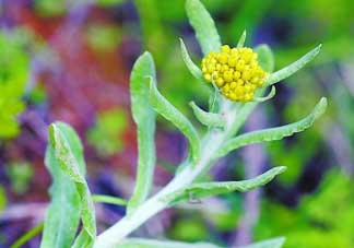 清明菜是發(fā)物嗎？清明菜是不是發(fā)物？