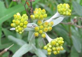 清明草能吃嗎？清明草花可以吃嗎？