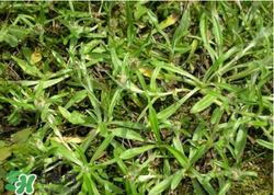 清明草可以做菜吃嗎？清明草能炒來吃嗎？