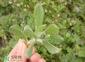 清明草可以曬干嗎？清明草曬干有什么功效？
