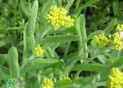 清明草可以種植嗎？清明草怎么種植？