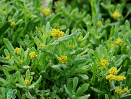 清明草可以種植嗎？清明草怎么種植？