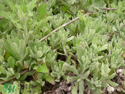 清明草可以種植嗎？清明草怎么種植？