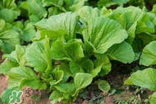 春分吃春菜有什么好處？春菜有什么營(yíng)養(yǎng)價(jià)值？