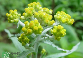 清明花粑粑怎么做？清明花粑粑的做法
