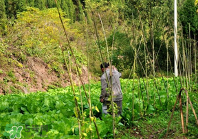 清明節(jié)種什么菜？清明節(jié)前后種什么菜？