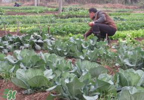 清明節(jié)種什么菜？清明節(jié)前后種什么菜？