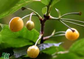 櫻桃樹(shù)幾年結(jié)果？櫻桃樹(shù)不結(jié)果怎么回事？