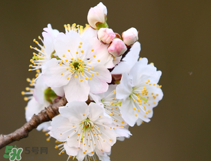 櫻桃需要授粉樹(shù)嗎？櫻桃需要什么授粉樹(shù)？