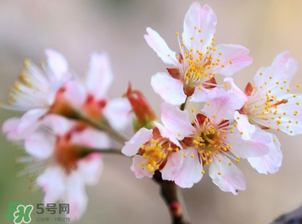 櫻桃需要授粉樹(shù)嗎？櫻桃需要什么授粉樹(shù)？