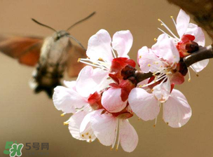櫻桃需要授粉樹(shù)嗎？櫻桃需要什么授粉樹(shù)？
