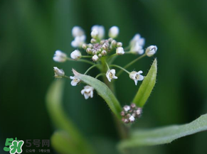 薺菜什么時候開花？薺菜花什么時候采？