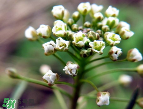 薺菜什么時候開花？薺菜花什么時候采？