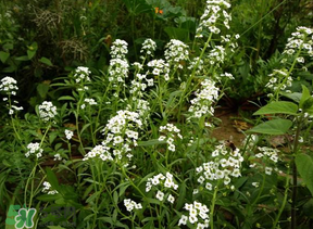 薺菜花可以泡茶嗎？薺菜花泡茶喝有什么功效？