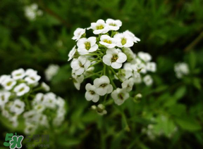 薺菜花可以泡茶嗎？薺菜花泡茶喝有什么功效？