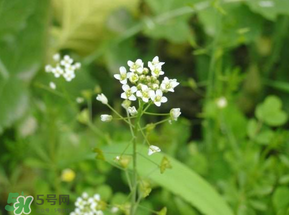 薺菜花可以泡茶嗎？薺菜花泡茶喝有什么功效？