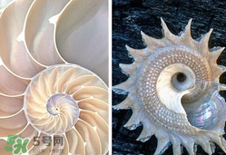 珍珠貝母表盤(pán)好嗎？珍珠貝母表盤(pán)耐用嗎？