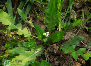 便秘能吃薺菜嗎？便秘可以吃薺菜嗎？
