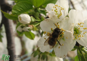 櫻桃怎么授粉？紅燈櫻桃怎么授粉？