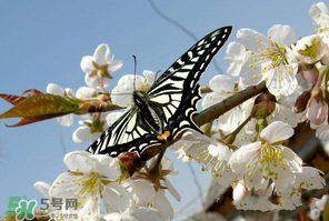 櫻桃怎么授粉？紅燈櫻桃怎么授粉？