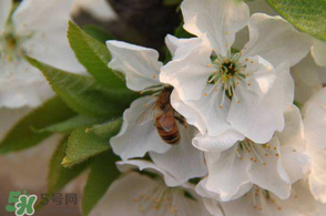 櫻桃怎么授粉？紅燈櫻桃怎么授粉？