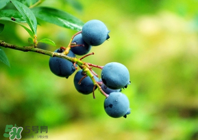 藍莓一天吃多少為宜？藍莓每天吃多少合適？