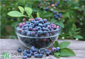 藍莓一天吃多少為宜？藍莓每天吃多少合適？