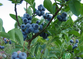 藍莓發(fā)霉還能吃嗎？藍莓發(fā)霉怎么辦？