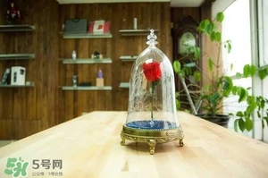 camino美女與野獸音響多少錢？camino玫瑰藍牙音箱價格