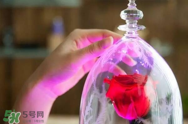 camino美女與野獸音響多少錢？camino玫瑰藍牙音箱價格
