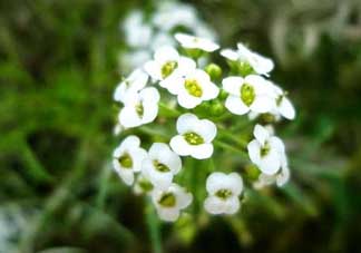 薺菜花可以泡茶嗎？薺菜花泡茶喝有什么功效？