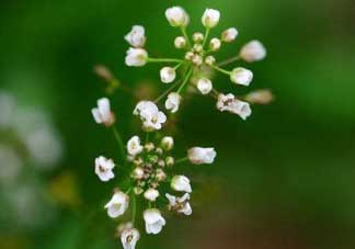 薺菜什么時(shí)候開(kāi)花？薺菜花什么時(shí)候采？
