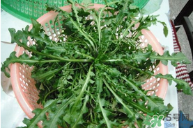 野生薺菜孕婦能吃嗎？野薺菜孕婦可以吃嗎？