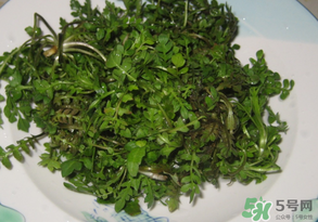 薺菜水有什么好處？薺菜水的功效與作用