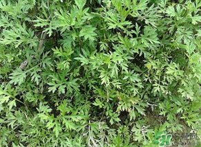 蒿子是發(fā)物嗎？蒿子是不是發(fā)物嗎？