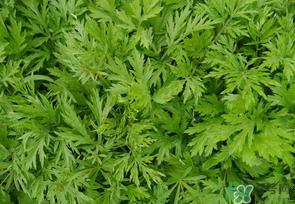 蒿子是發(fā)物嗎？蒿子是不是發(fā)物嗎？