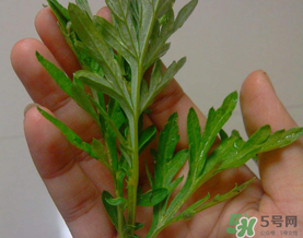 蒿子是艾葉嗎？蒿子和艾葉的區(qū)別
