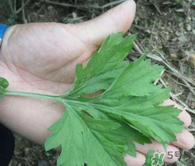 蒿子是艾葉嗎？蒿子和艾葉的區(qū)別