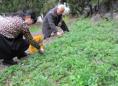 蒿子怎么保存？蒿子能放速凍保存嗎？