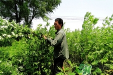 艾草可以泡腳嗎？艾葉泡腳的功效與作用