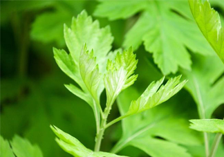 艾草是哪個(gè)季節(jié)的？艾草是什么季節(jié)采摘？