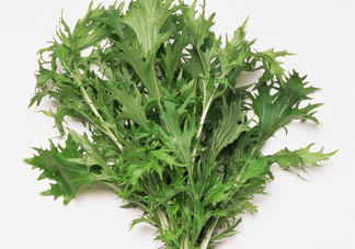 艾草是寒性的嗎？艾草是涼性的嗎？