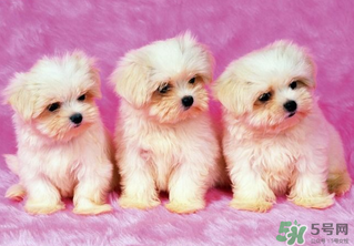 狗狗能吃薺菜嗎？狗吃了薺菜會(huì)生病嗎？