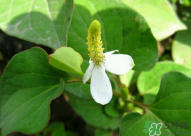 薺菜和魚(yú)腥草能一起吃嗎？薺菜和魚(yú)腥草可以同時(shí)泡茶嗎？