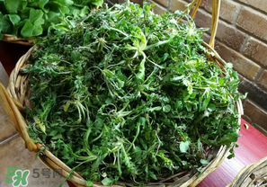 乙肝能吃薺菜嗎？乙肝病人可以吃薺菜嗎？