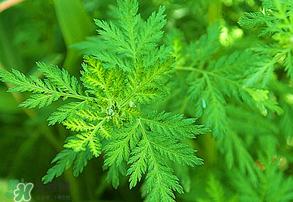 青蒿是什么植物？青蒿是種子植物還是裸子植物？
