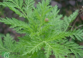 青蒿是什么植物？青蒿是種子植物還是裸子植物？